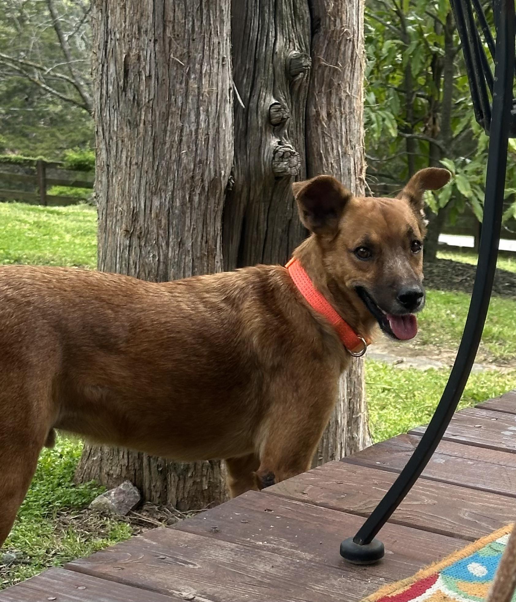 Enlarge Skipper, a Adoptable mixed breed in Brentwood, TN image 3/5