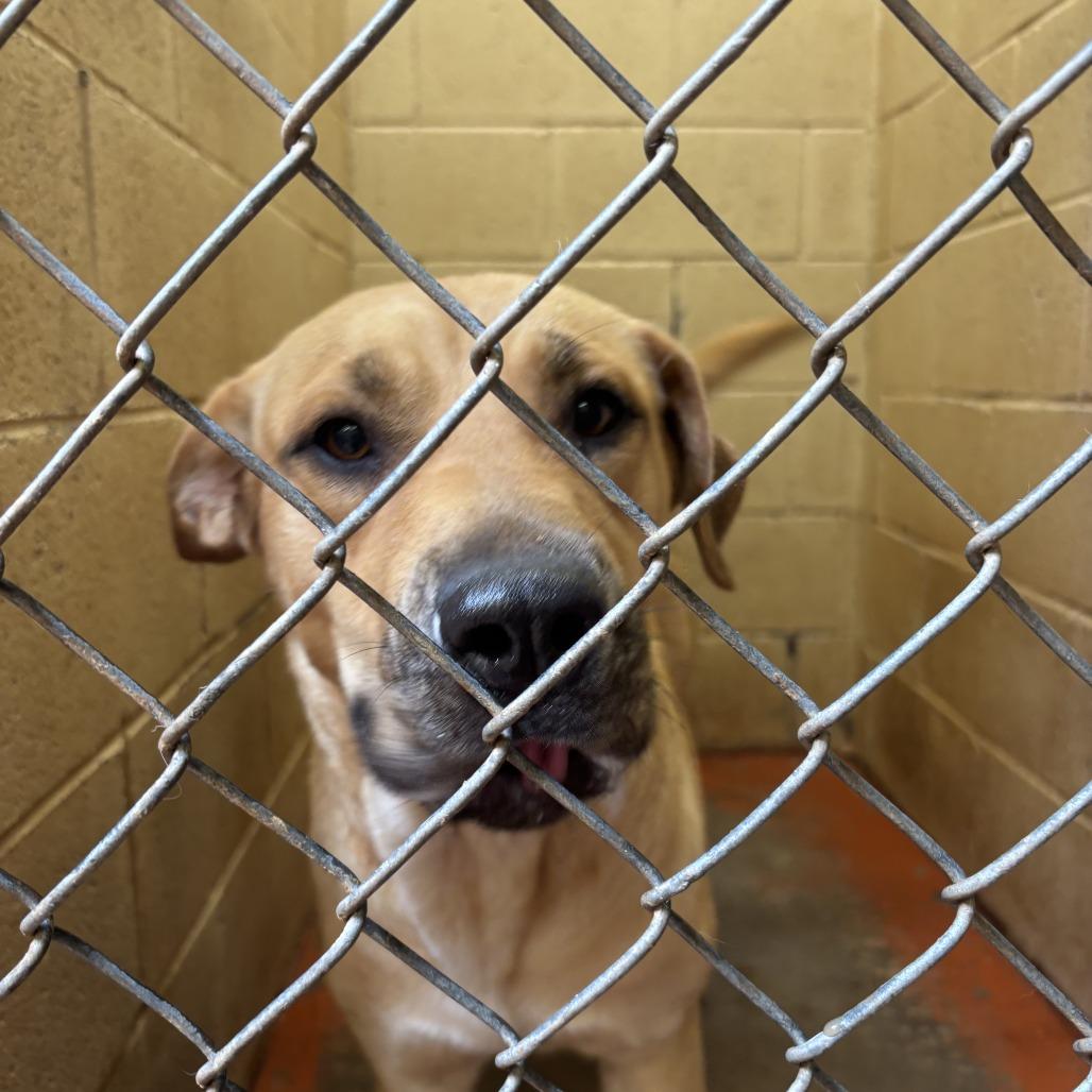 Enlarge (CCSO) Tera, a Adoptable Pit Bull Terrier in Douglas, AZ image 1/1