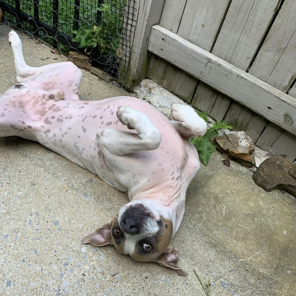 Bailey (In Foster), Adoptable, Adult Male Mixed Breed.