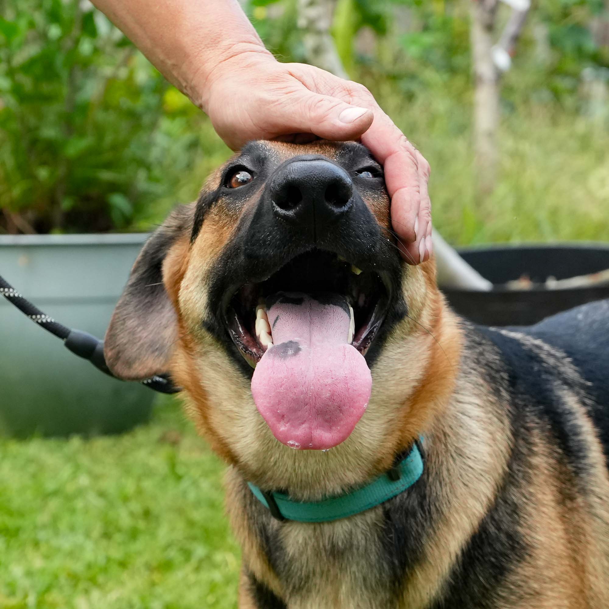 Dog for adoption Andy, a German Shepherd Dog Mix in New Rochelle, NY