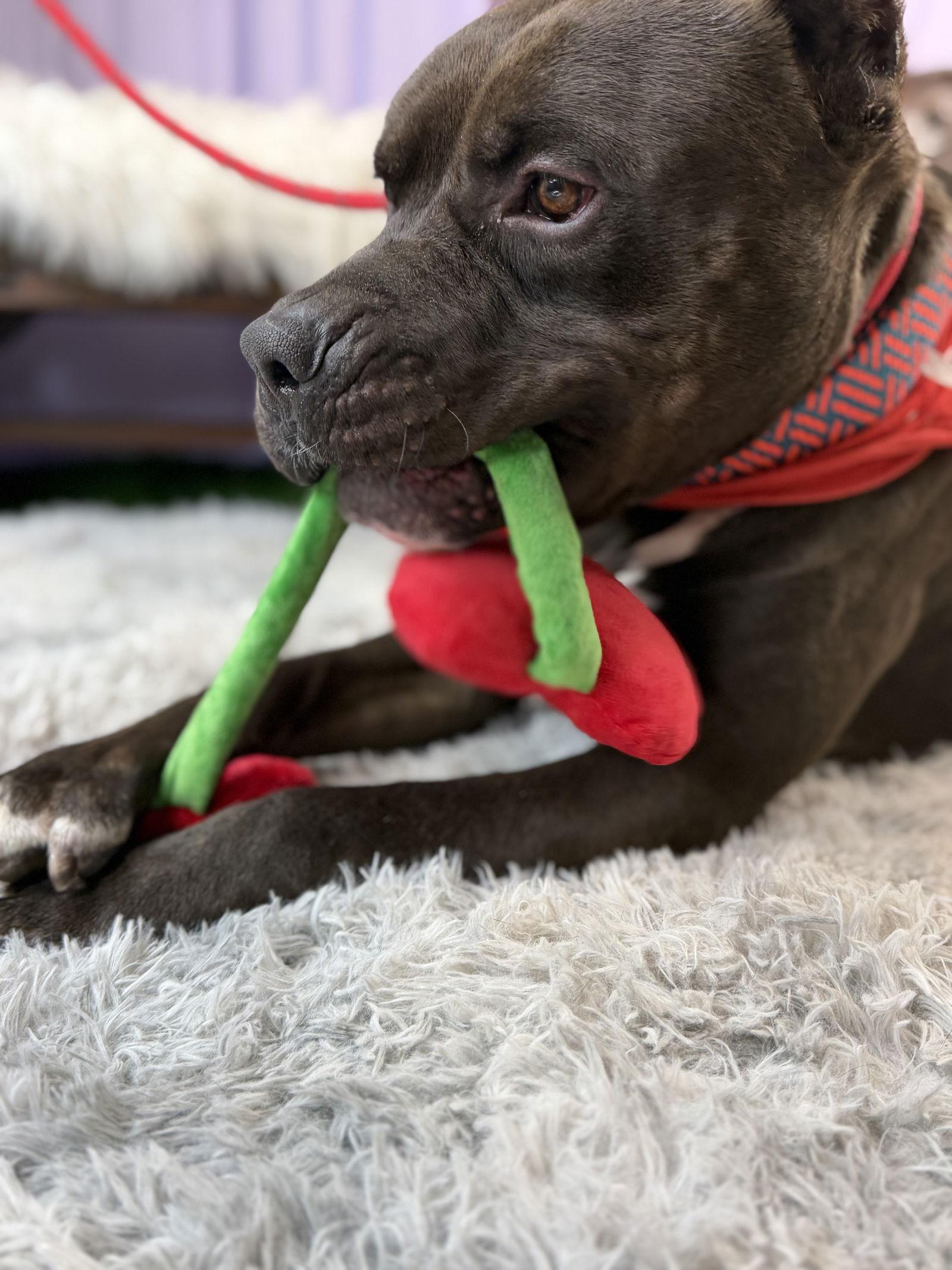 Kobe, Adoptable, Young Male Staffordshire Bull Terrier.