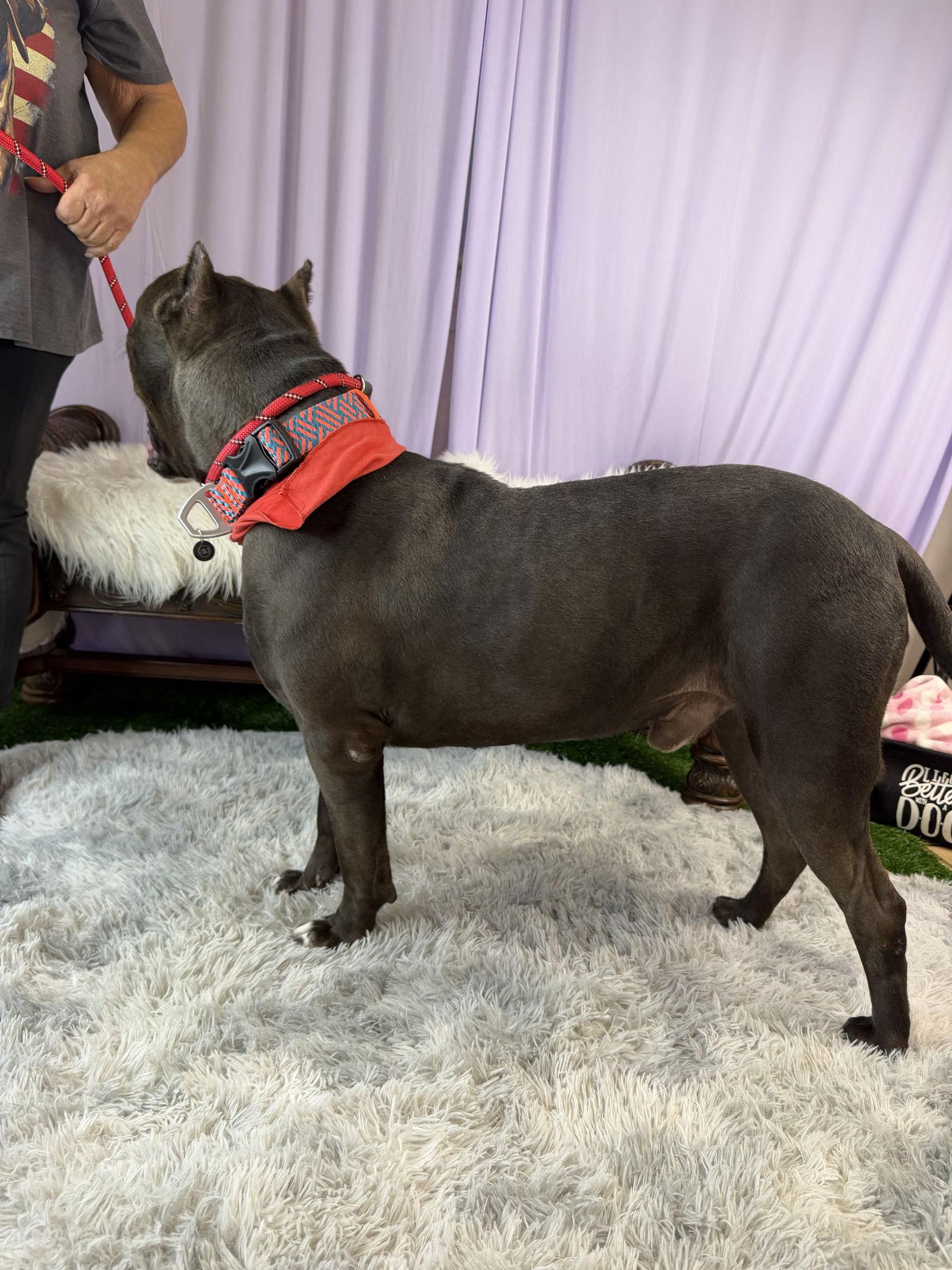 Kobe, Adoptable, Young Male Staffordshire Bull Terrier & Cane Corso.