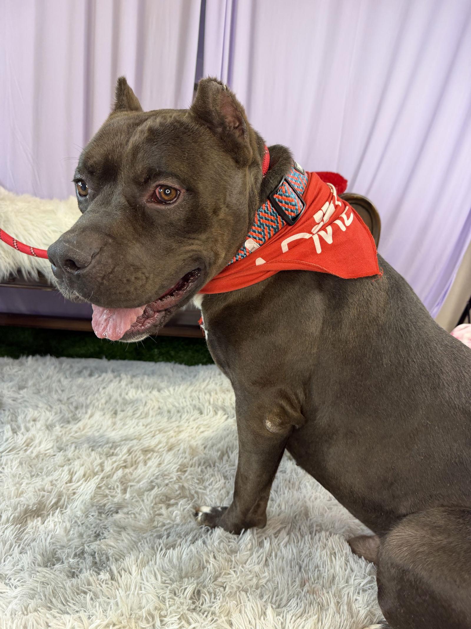 Kobe, a Adoptable Staffordshire Bull Terrier in Glendale, AZ image 3/3