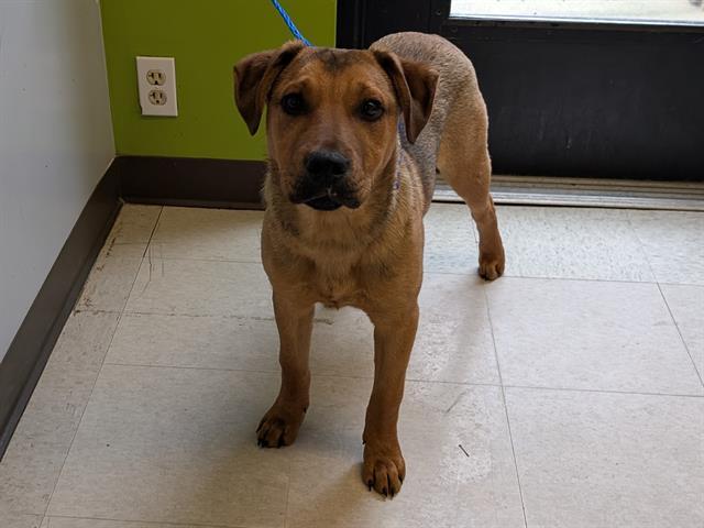 Enlarge CHIEF, a Adoptable mixed breed in Kent, WA image 1/1