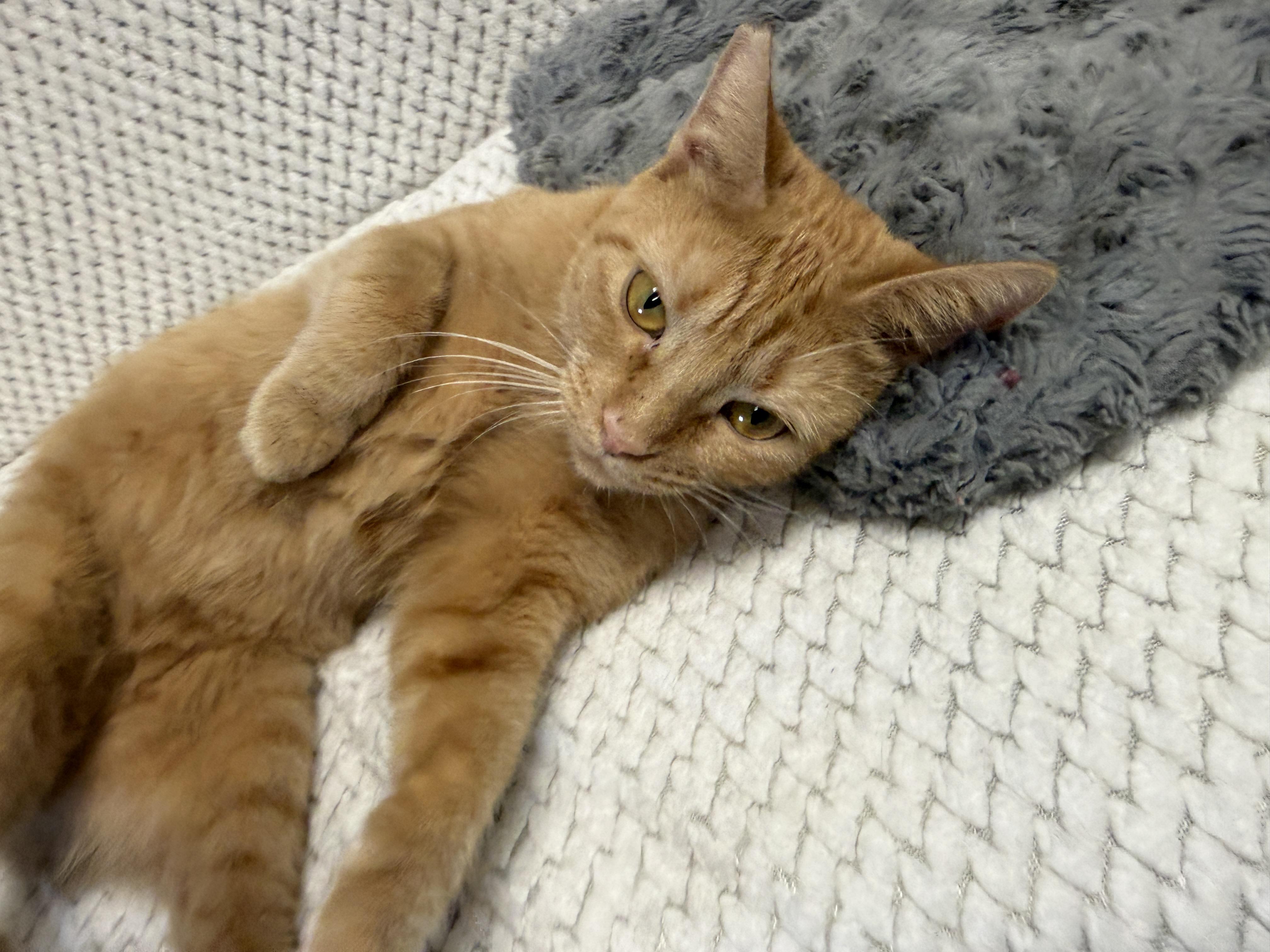 Enlarge Autumn, a Adoptable American Shorthair in Perry, GA image 3/3