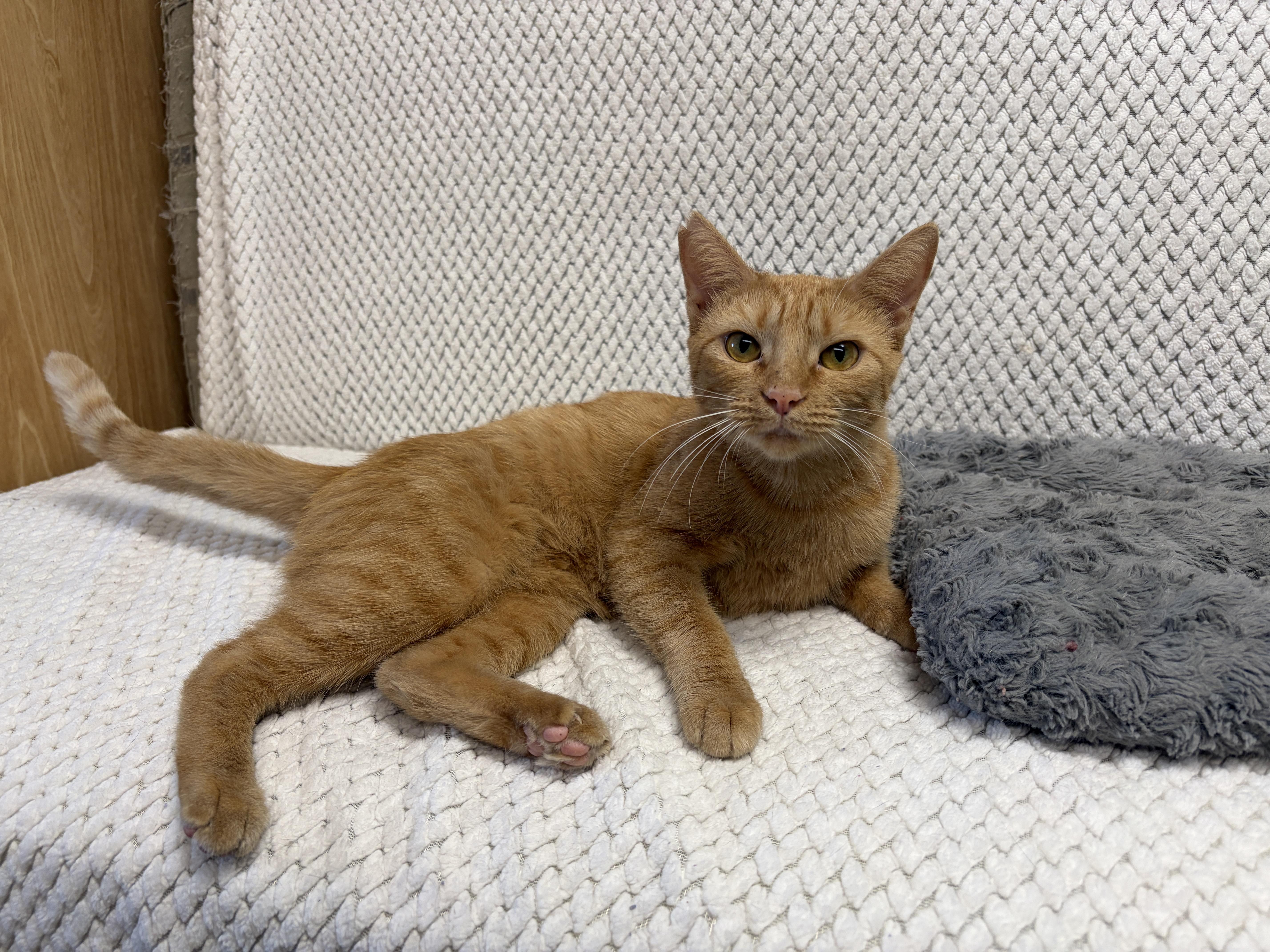 Enlarge Autumn, a Adoptable American Shorthair in Perry, GA image 2/3