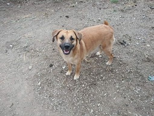 Sunny, an adoptable Golden Retriever, Bloodhound in Fort Wayne, IN, 46819 | Photo Image 2