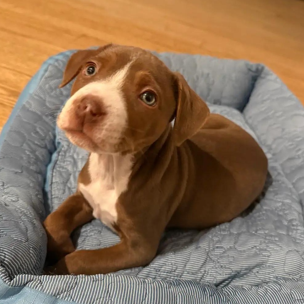 Enlarge Jimmy, a ADOPTABLE mixed breed in Midlothian, VA image 5/6