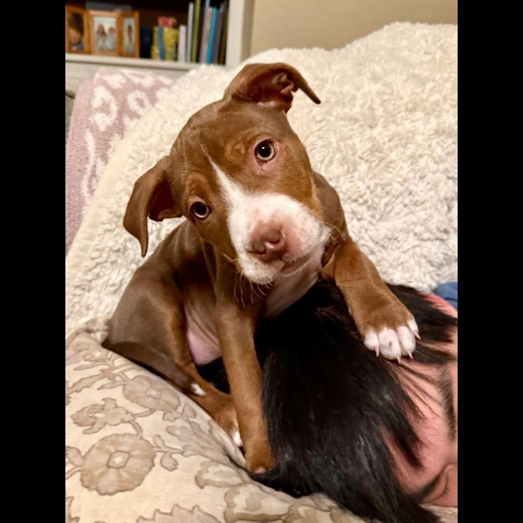 Jimmy, ADOPTABLE, Puppy Male American Staffordshire Terrier.