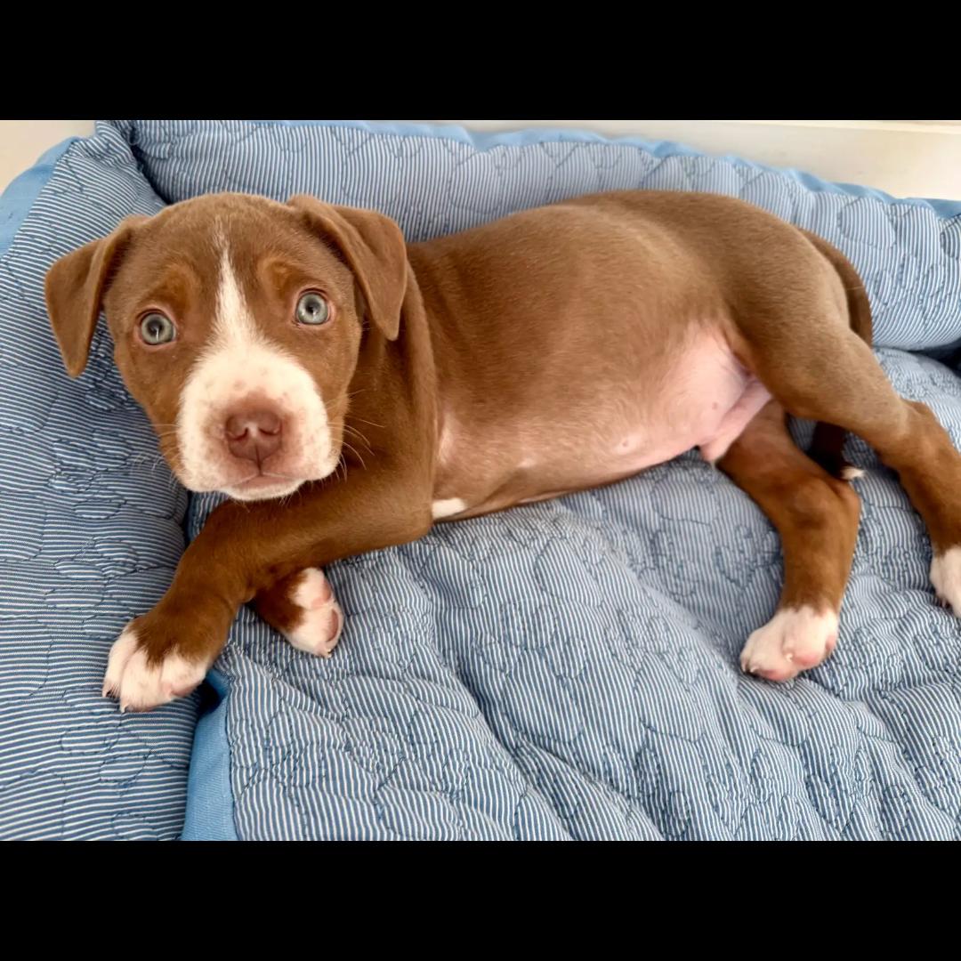 Jimmy, ADOPTABLE, Puppy Male American Staffordshire Terrier.