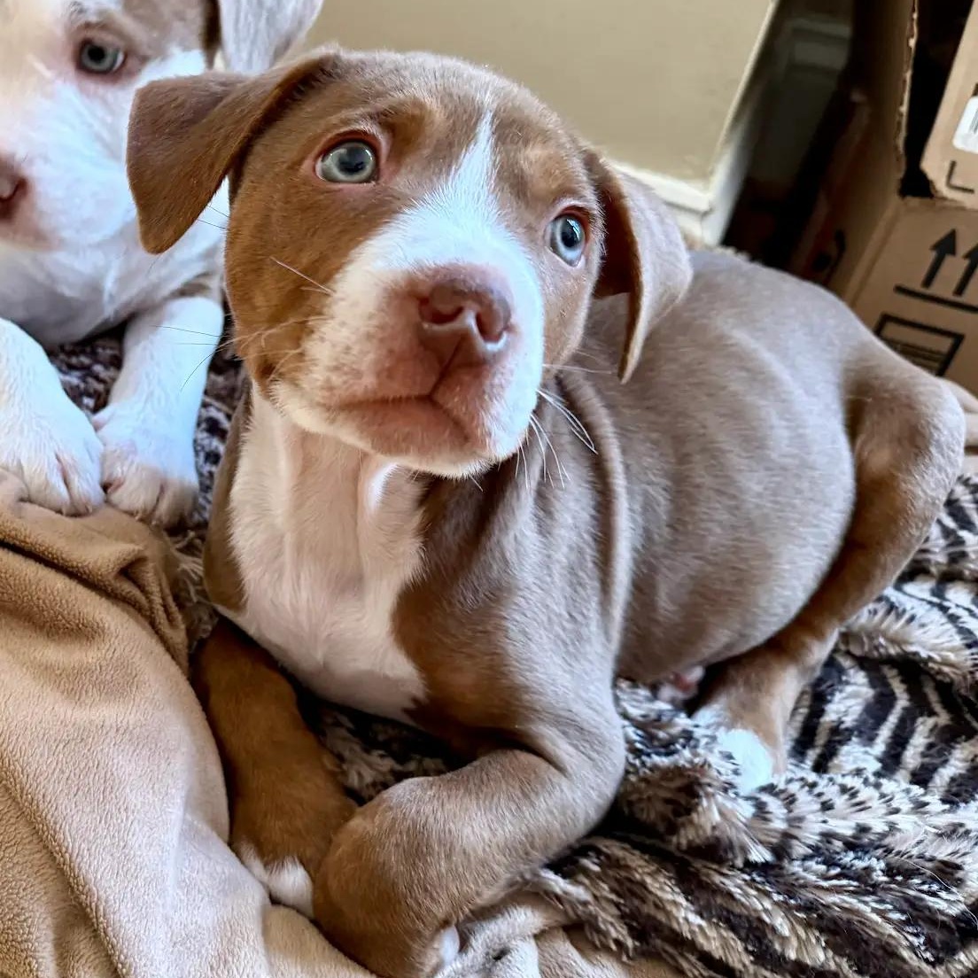 Enlarge Jimmy, a ADOPTABLE mixed breed in Midlothian, VA image 2/6