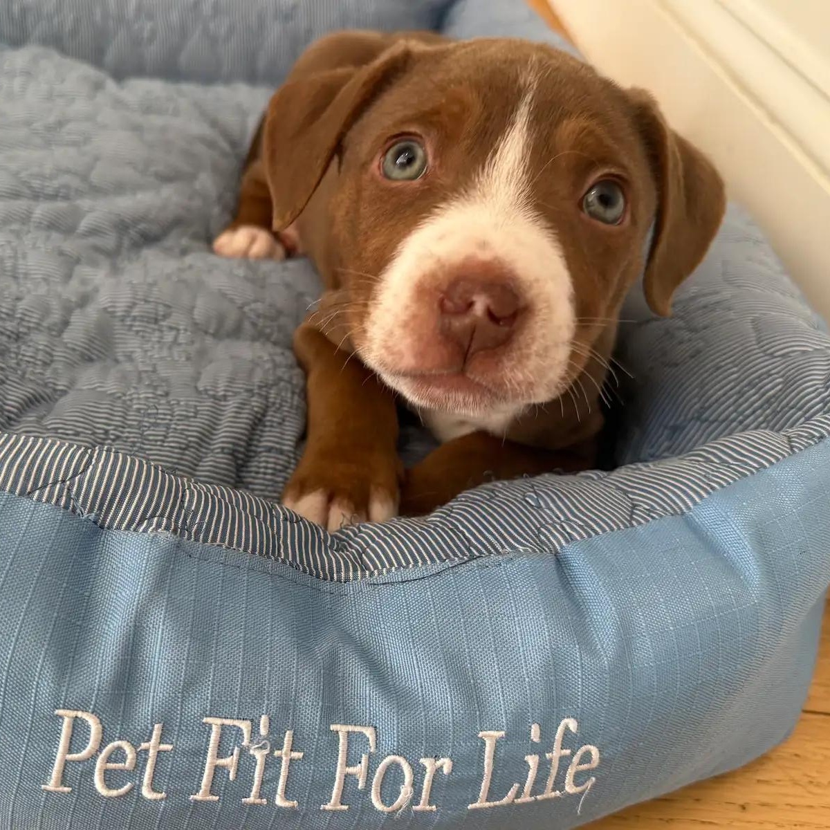 Enlarge Jimmy, a ADOPTABLE mixed breed in Midlothian, VA image 6/6