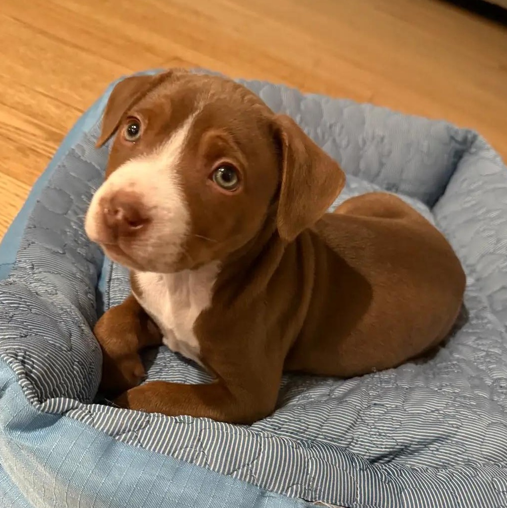 Enlarge Jimmy, a ADOPTABLE mixed breed in Midlothian, VA image 3/6