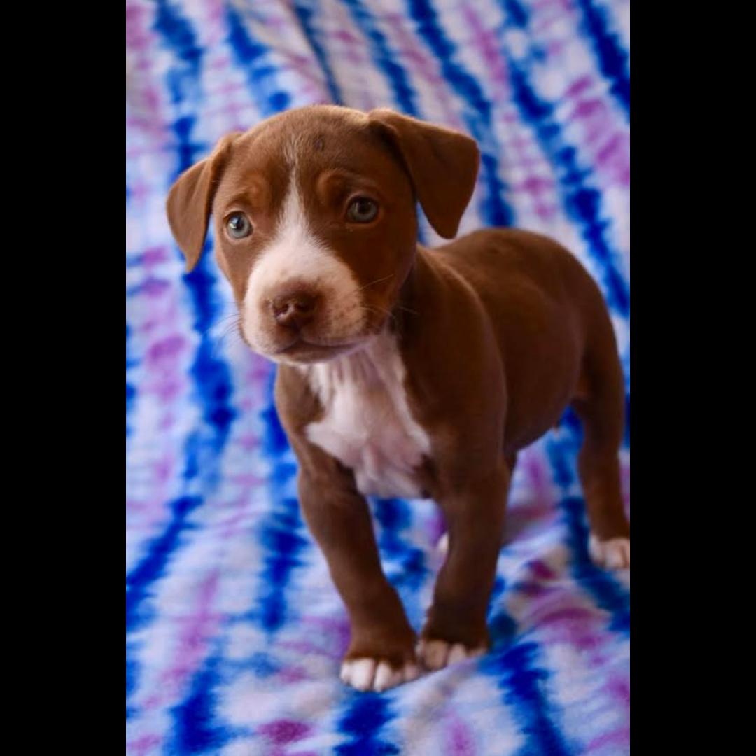 Enlarge Jimmy, a ADOPTABLE mixed breed in Midlothian, VA image 4/6