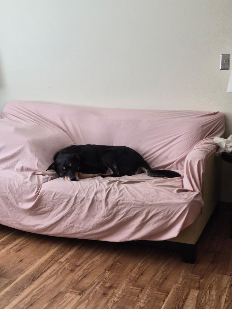 Enlarge Easton - In Foster, a Adoptable Mixed Breed in Grand Forks, ND image 1/5