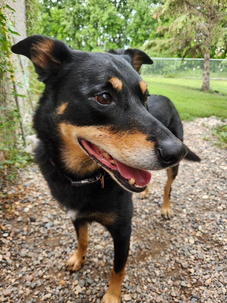 Enlarge Easton - In Foster, a Adoptable Mixed Breed in Grand Forks, ND image 1/1