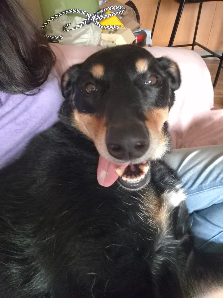 Enlarge Easton - In Foster, a Adoptable Mixed Breed in Grand Forks, ND image 3/5