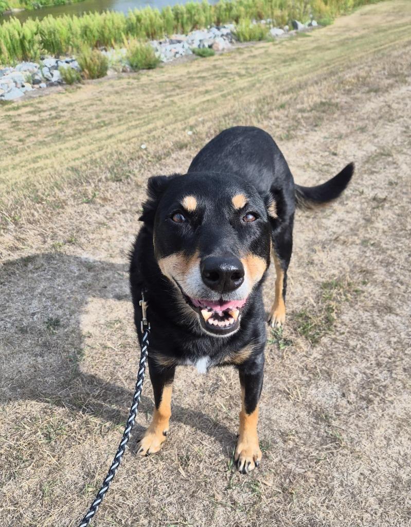 Enlarge Easton - In Foster, a Adoptable Mixed Breed in Grand Forks, ND image 4/5
