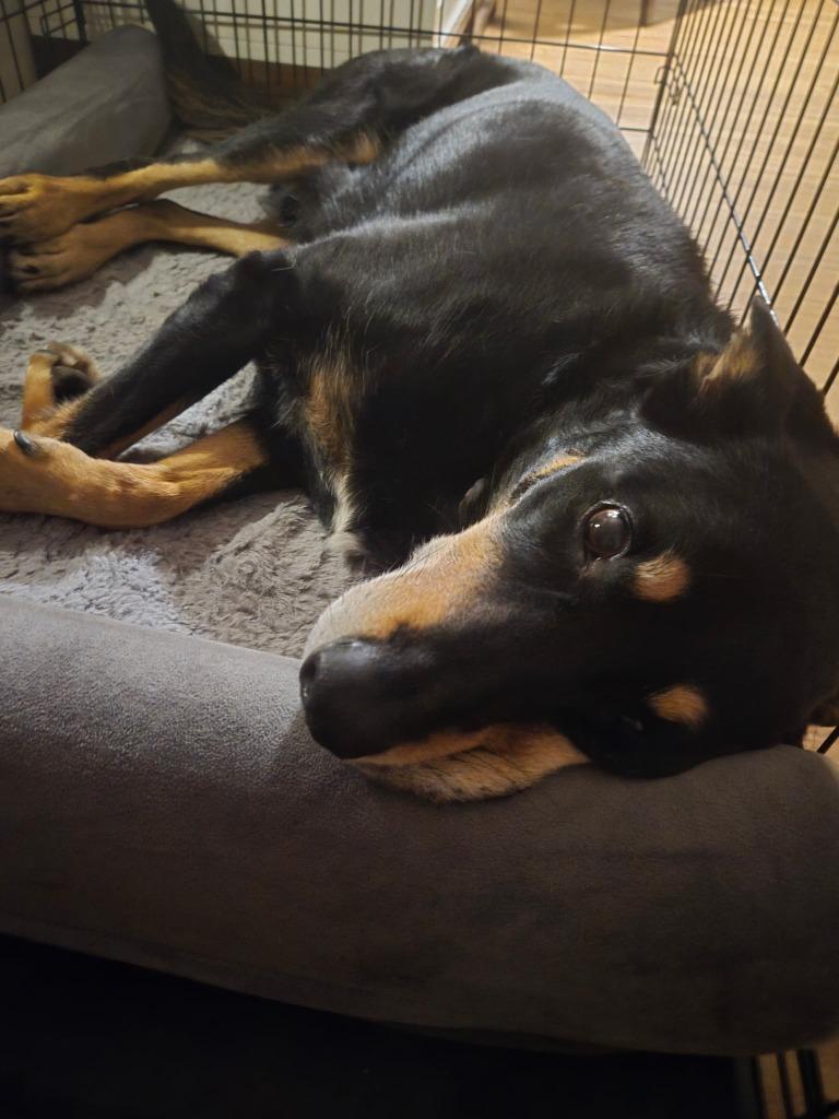 Enlarge Easton - In Foster, a Adoptable Mixed Breed in Grand Forks, ND image 5/5