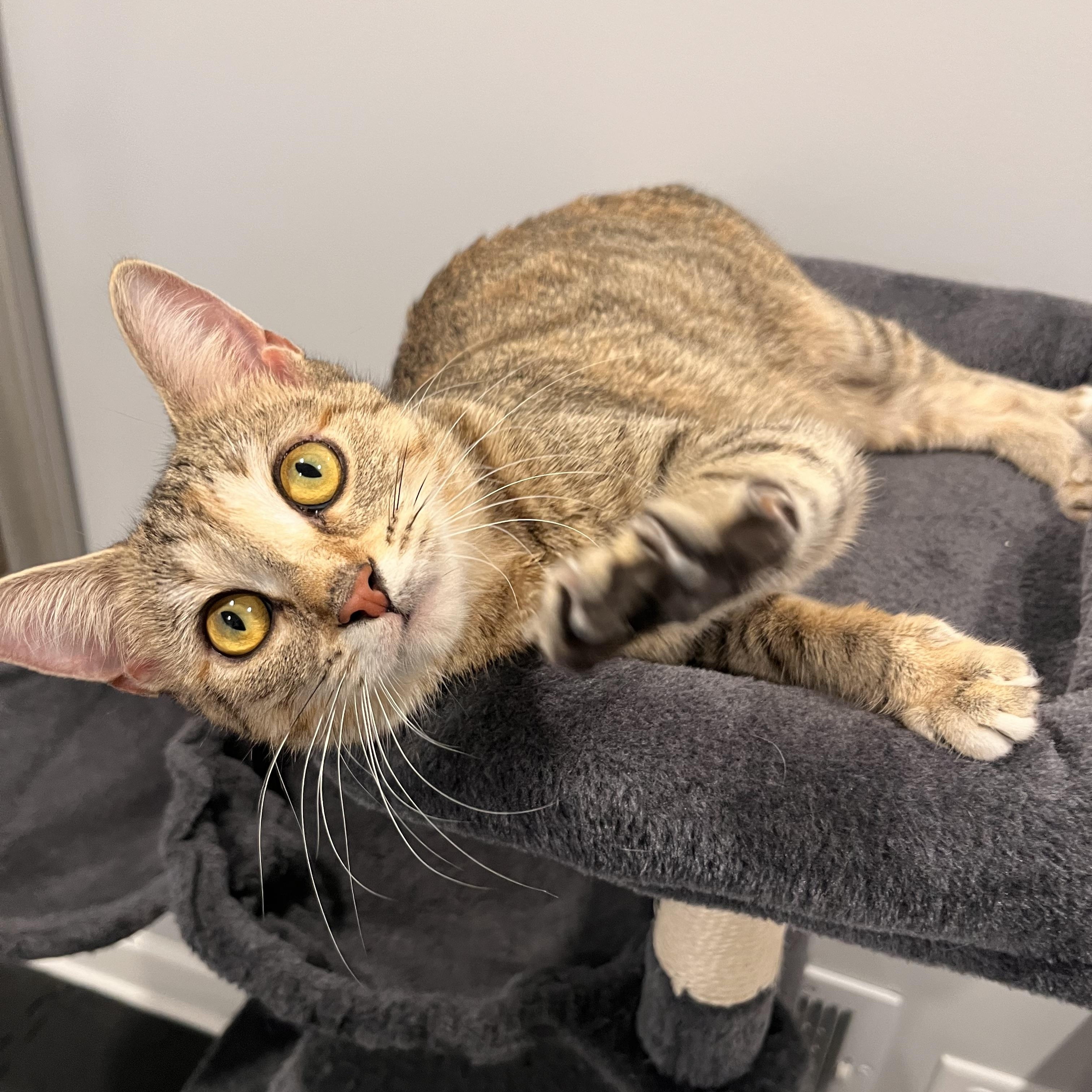 Enlarge Valentina , a ADOPTABLE Domestic Short Hair in Chicago, IL image 2/5