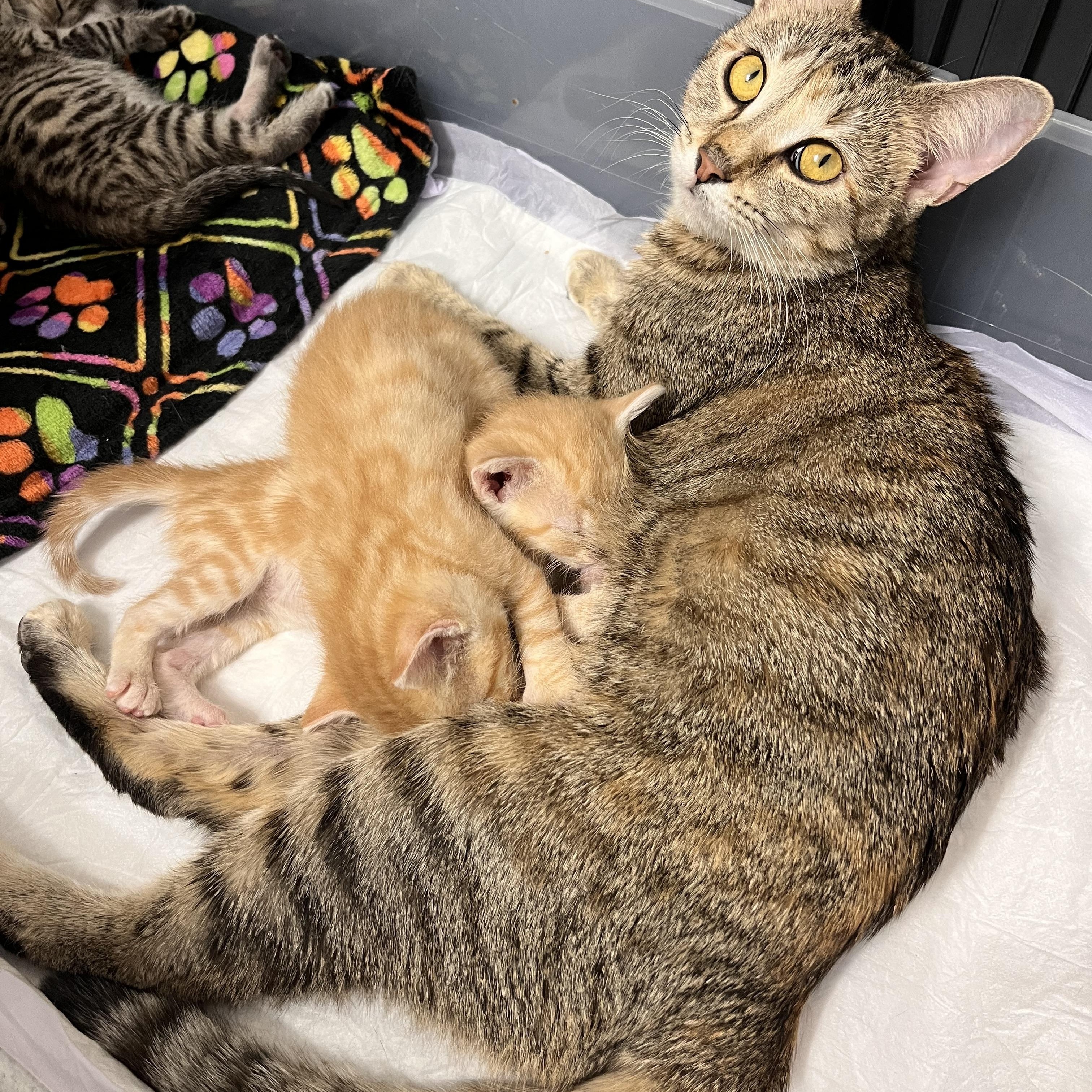 Enlarge Valentina , a ADOPTABLE Domestic Short Hair in Chicago, IL image 4/5