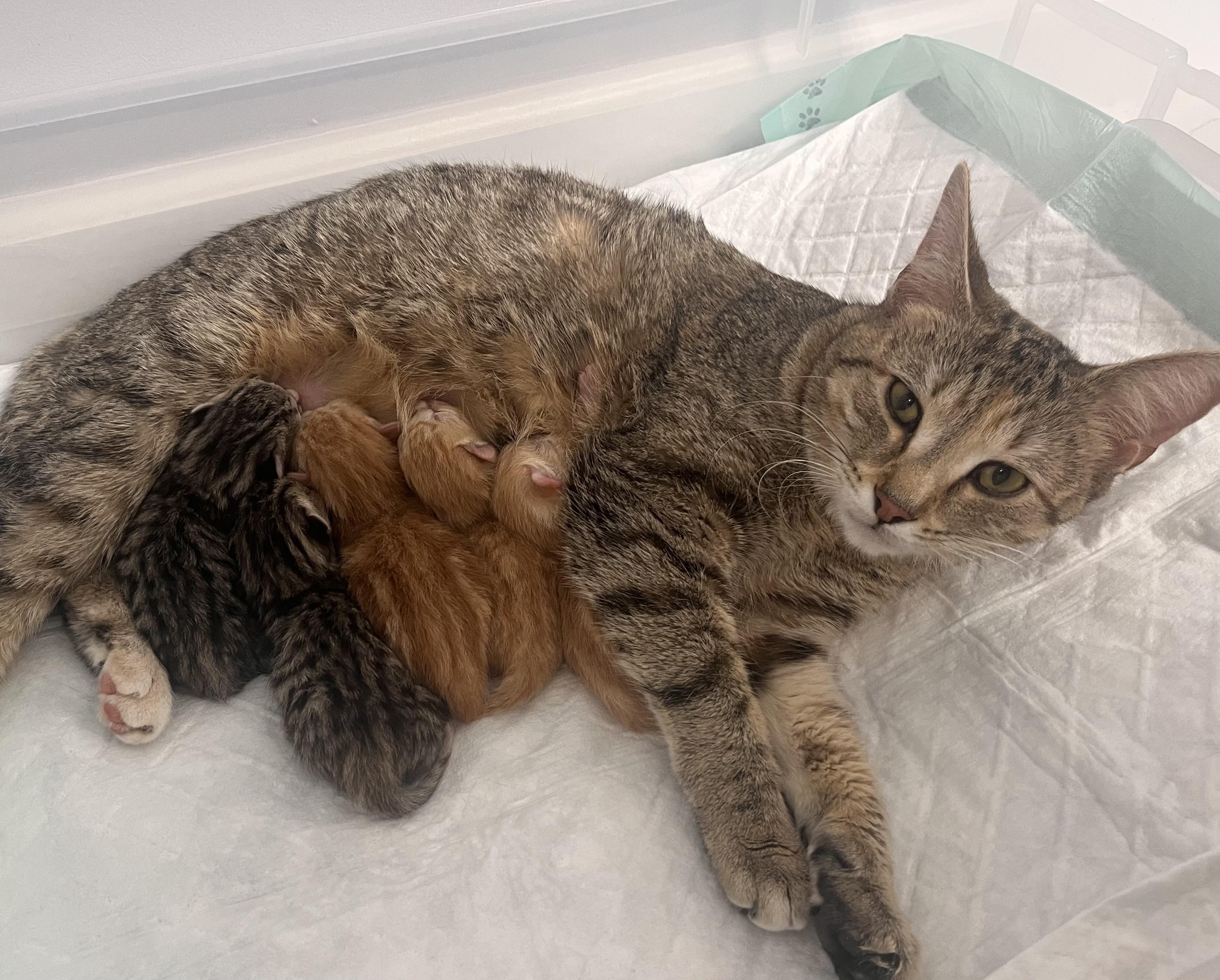 Enlarge Valentina , a ADOPTABLE Domestic Short Hair in Chicago, IL image 5/5