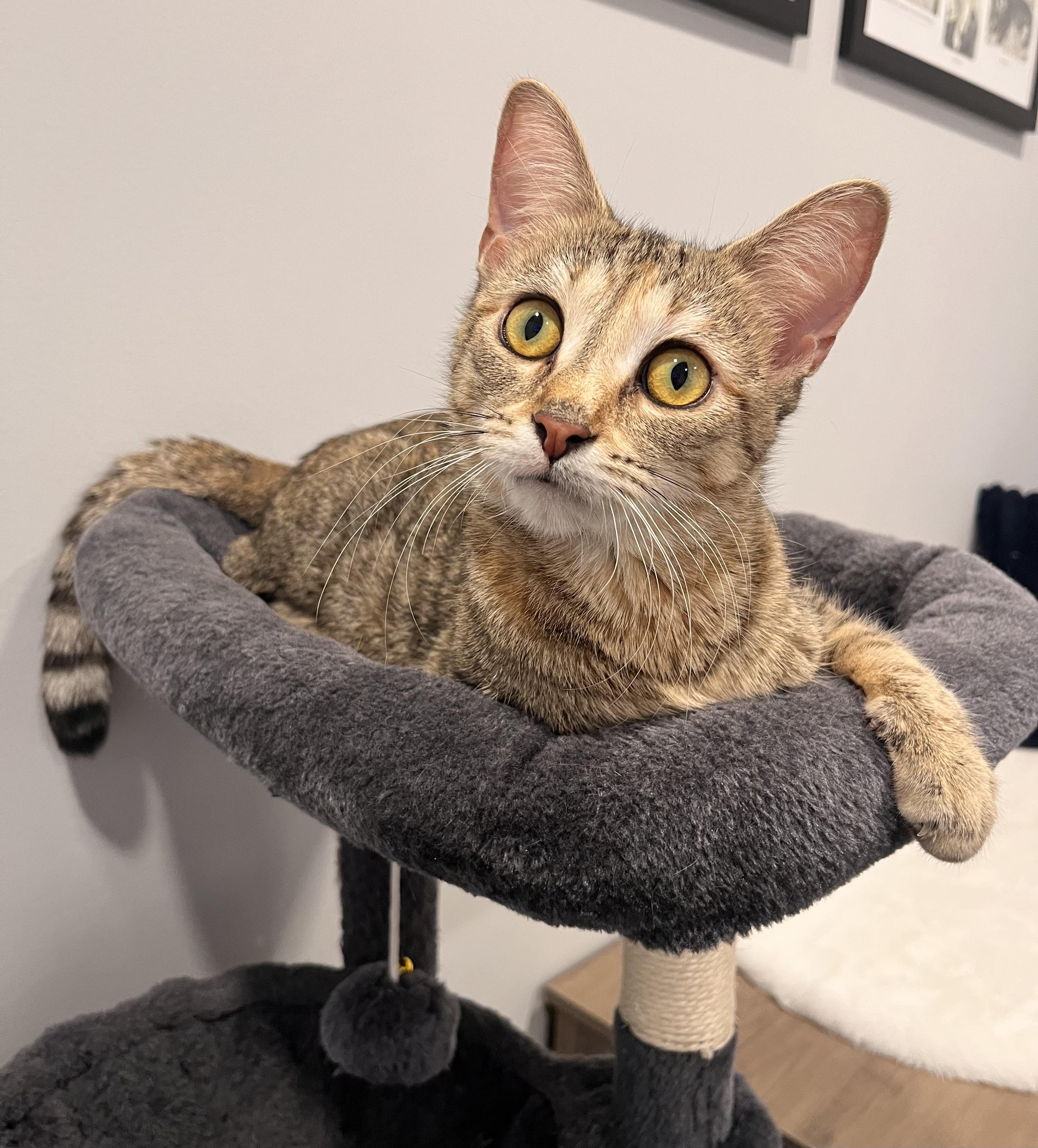 Valentina , ADOPTABLE, Young Female Domestic Short Hair.