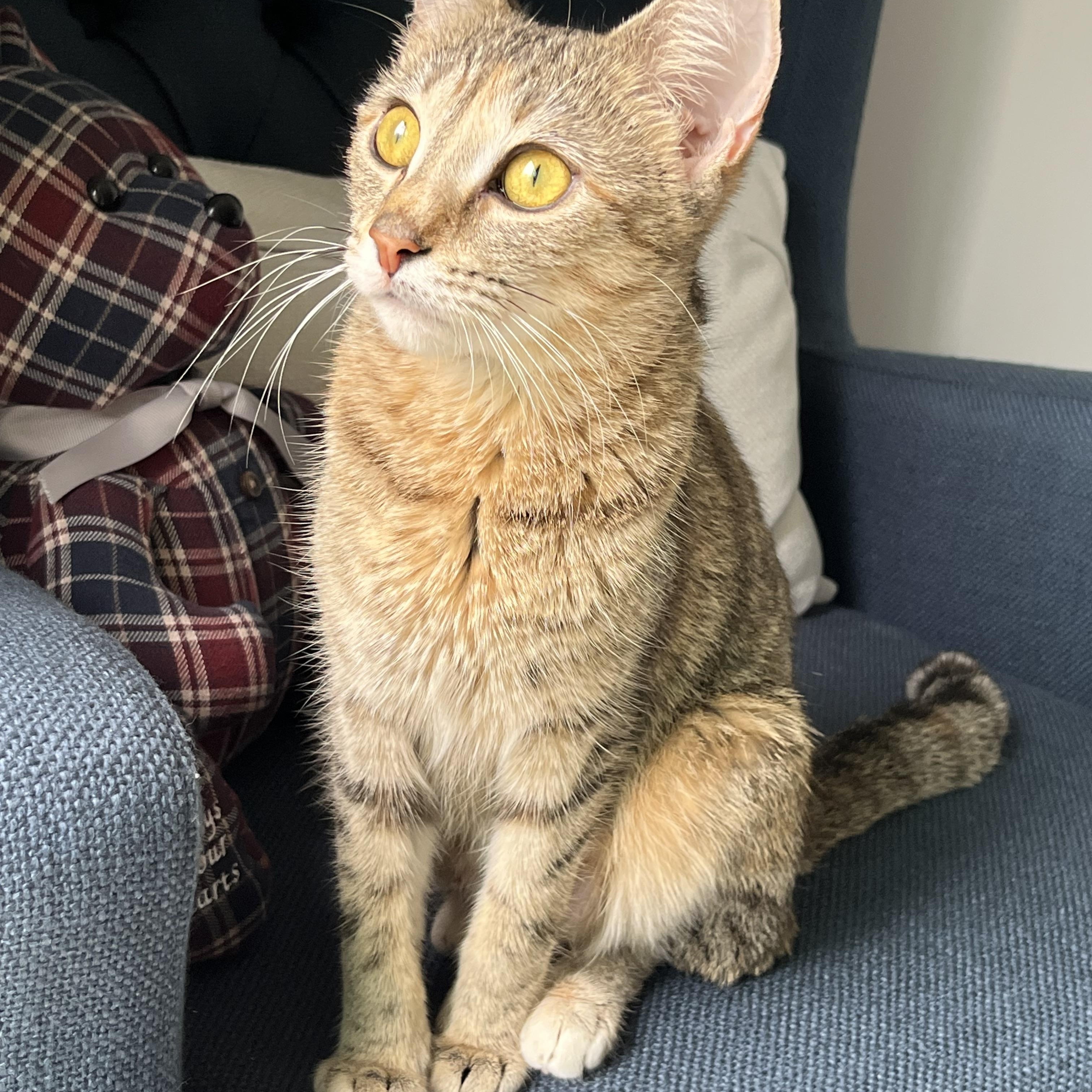 Valentina , ADOPTABLE, Young Female Domestic Short Hair.