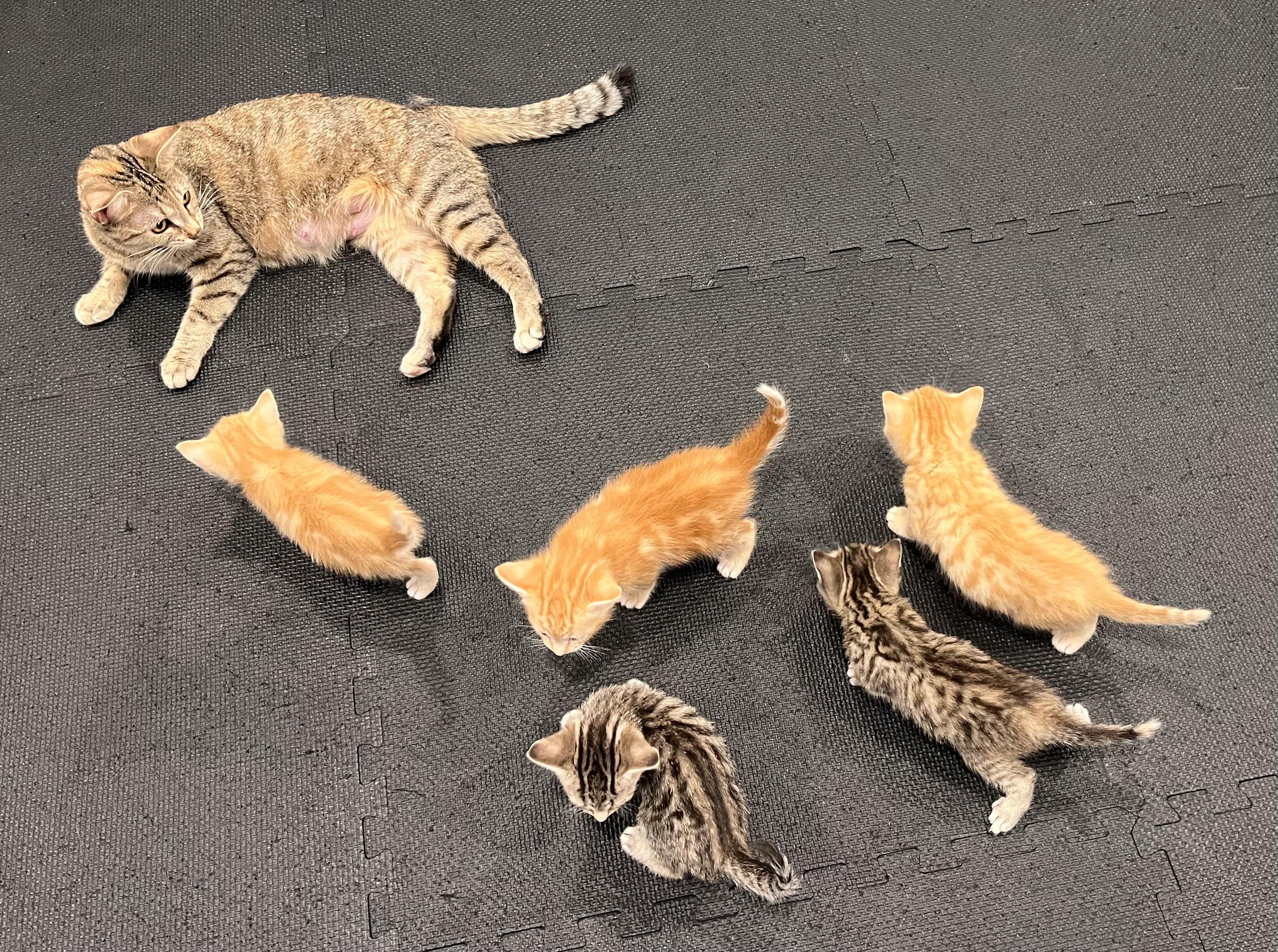 Enlarge Valentina , a ADOPTABLE Domestic Short Hair in Chicago, IL image 3/5