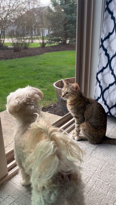 Enlarge Valentina , a ADOPTABLE Domestic Short Hair in Chicago, IL video 6/6