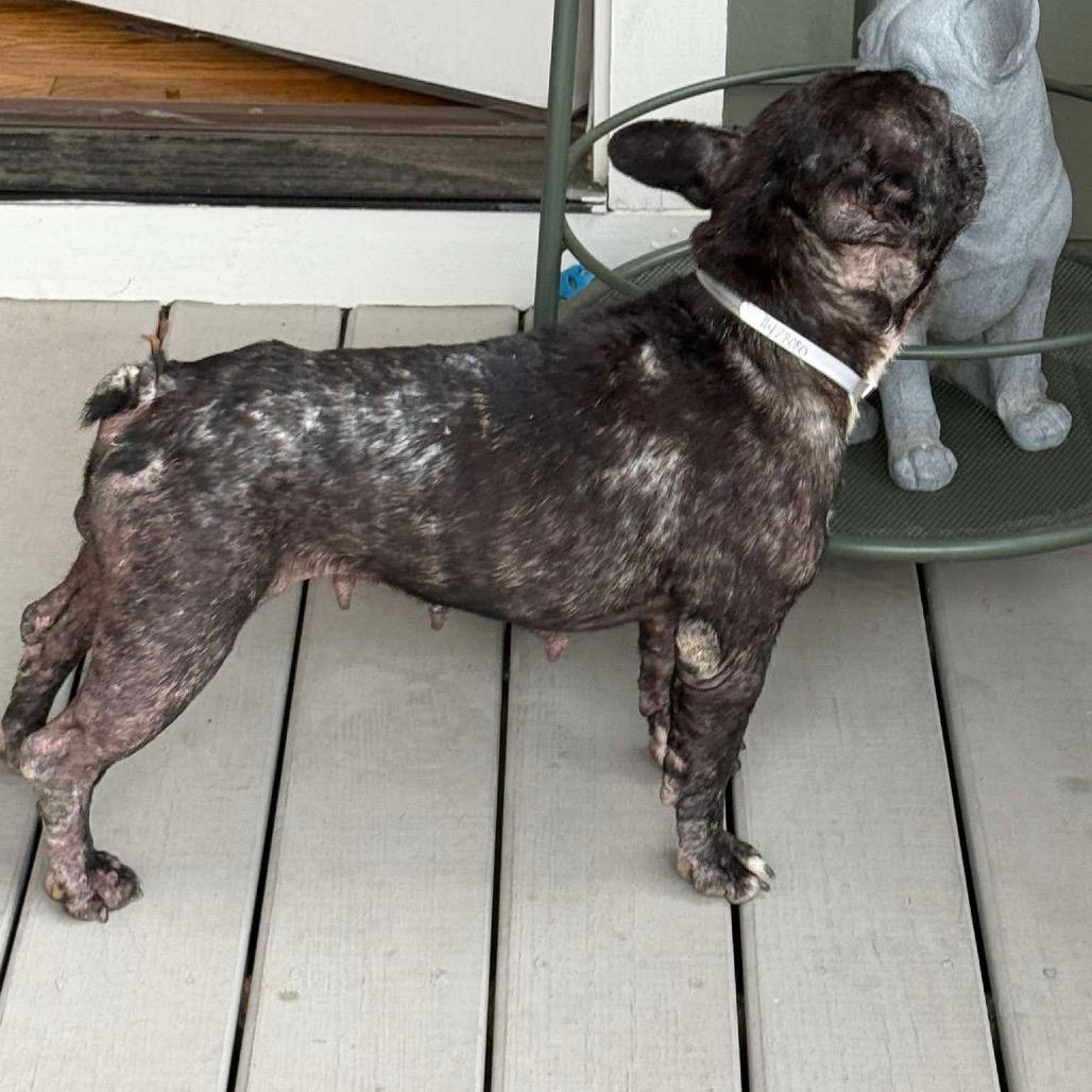 Noodles, a Adoptable mixed breed in Pearland, TX image 1/6