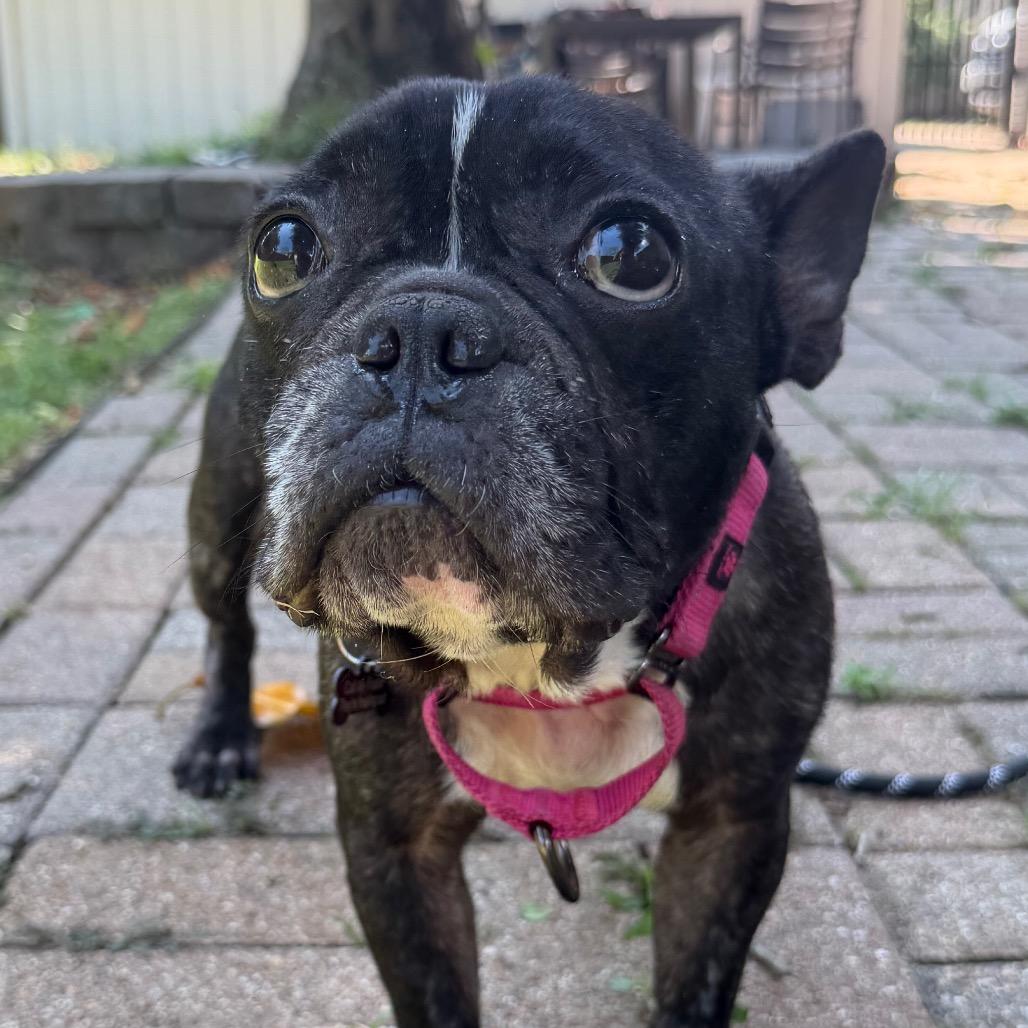 Noodles, a Adoptable mixed breed in Pearland, TX image 5/6