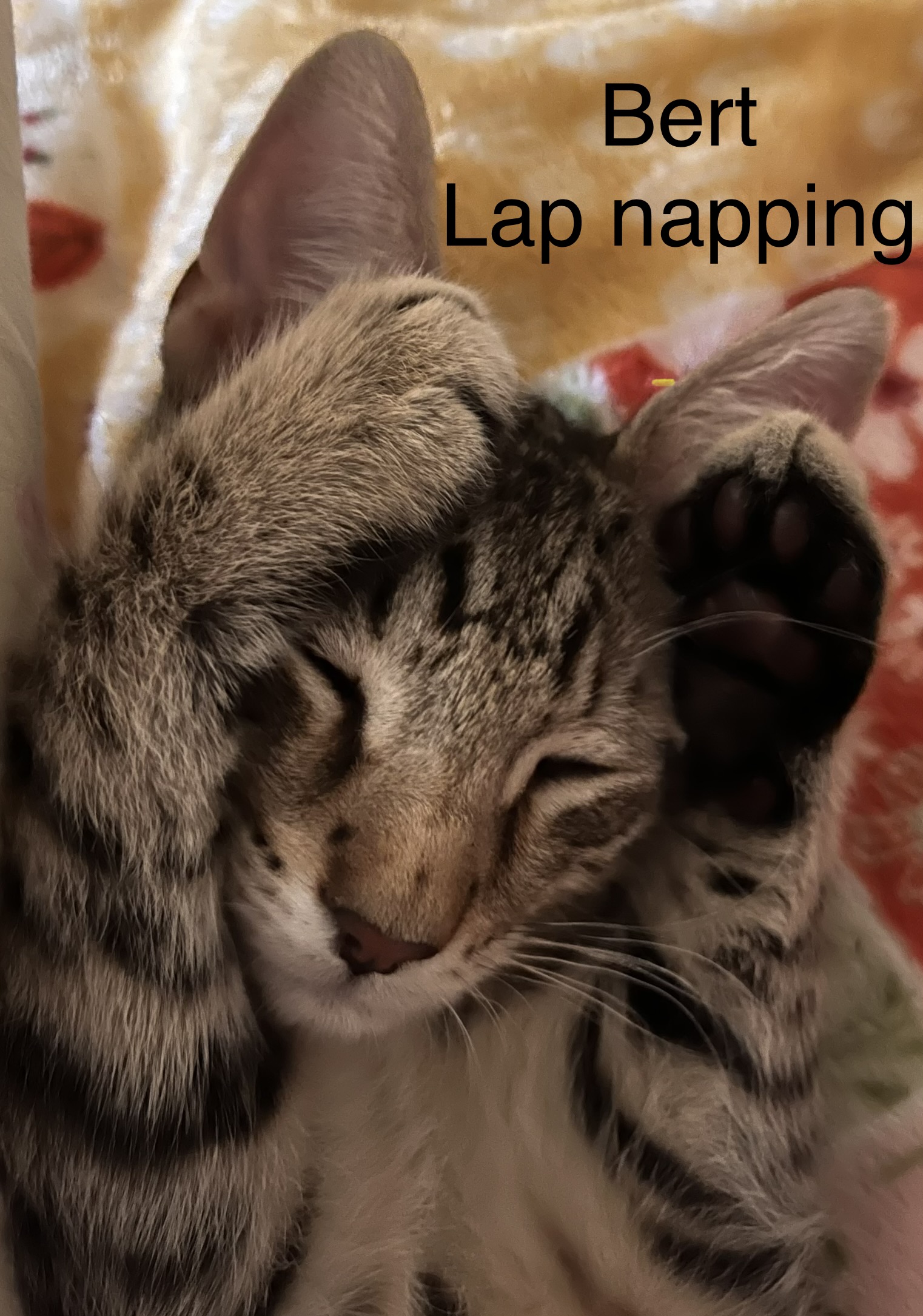 Enlarge Bert, a Adoptable mixed breed in Moreno Valley, CA image 2/6