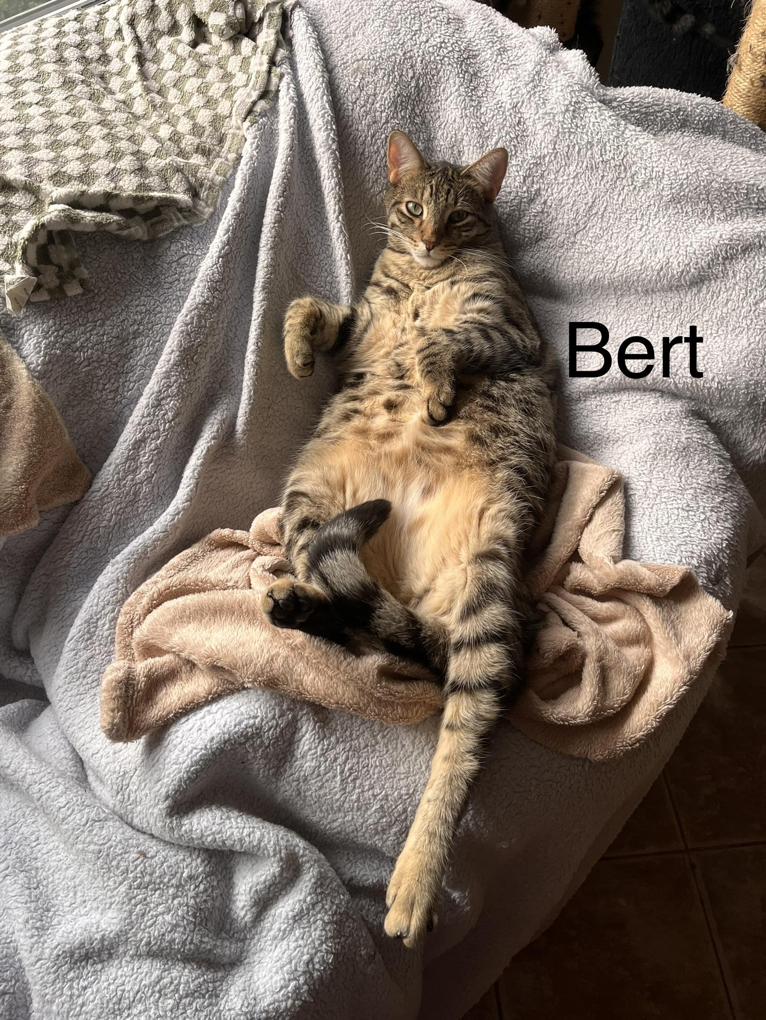 Bert, Adoptable, Adult Male American Shorthair.