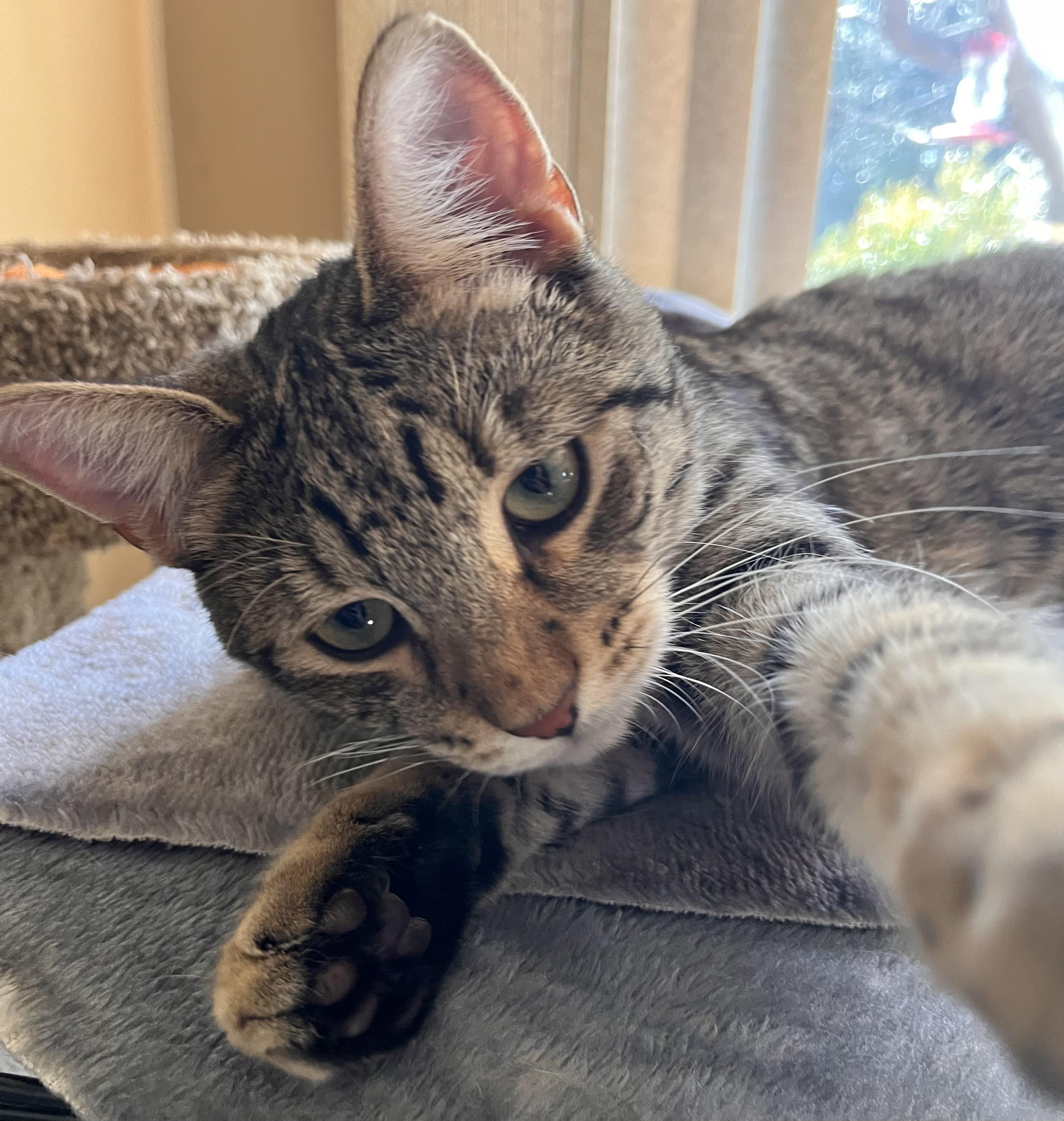 Enlarge Bert, a Adoptable mixed breed in Moreno Valley, CA image 3/6