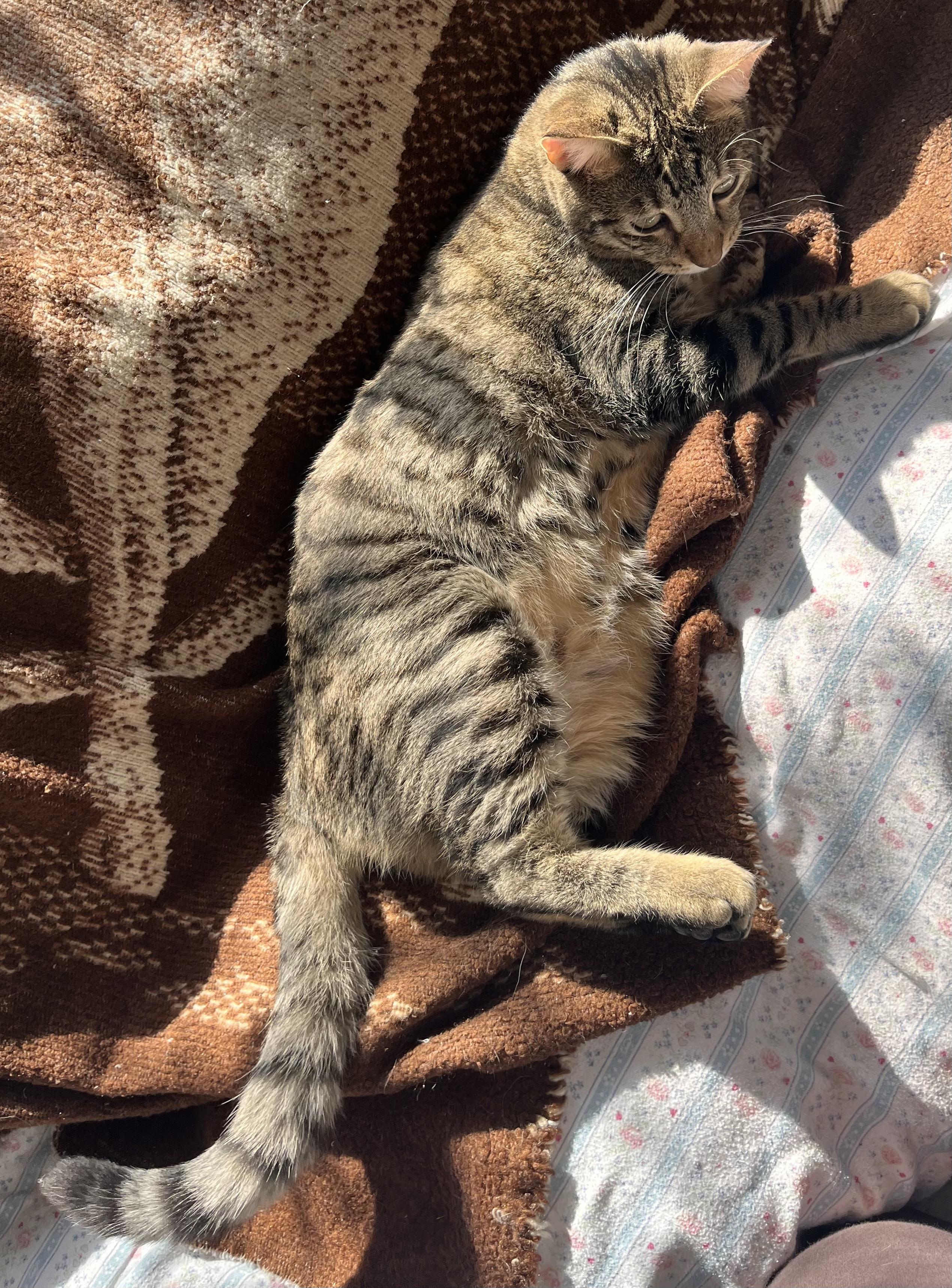 Bert, a Adoptable mixed breed in Moreno Valley, CA image 5/6