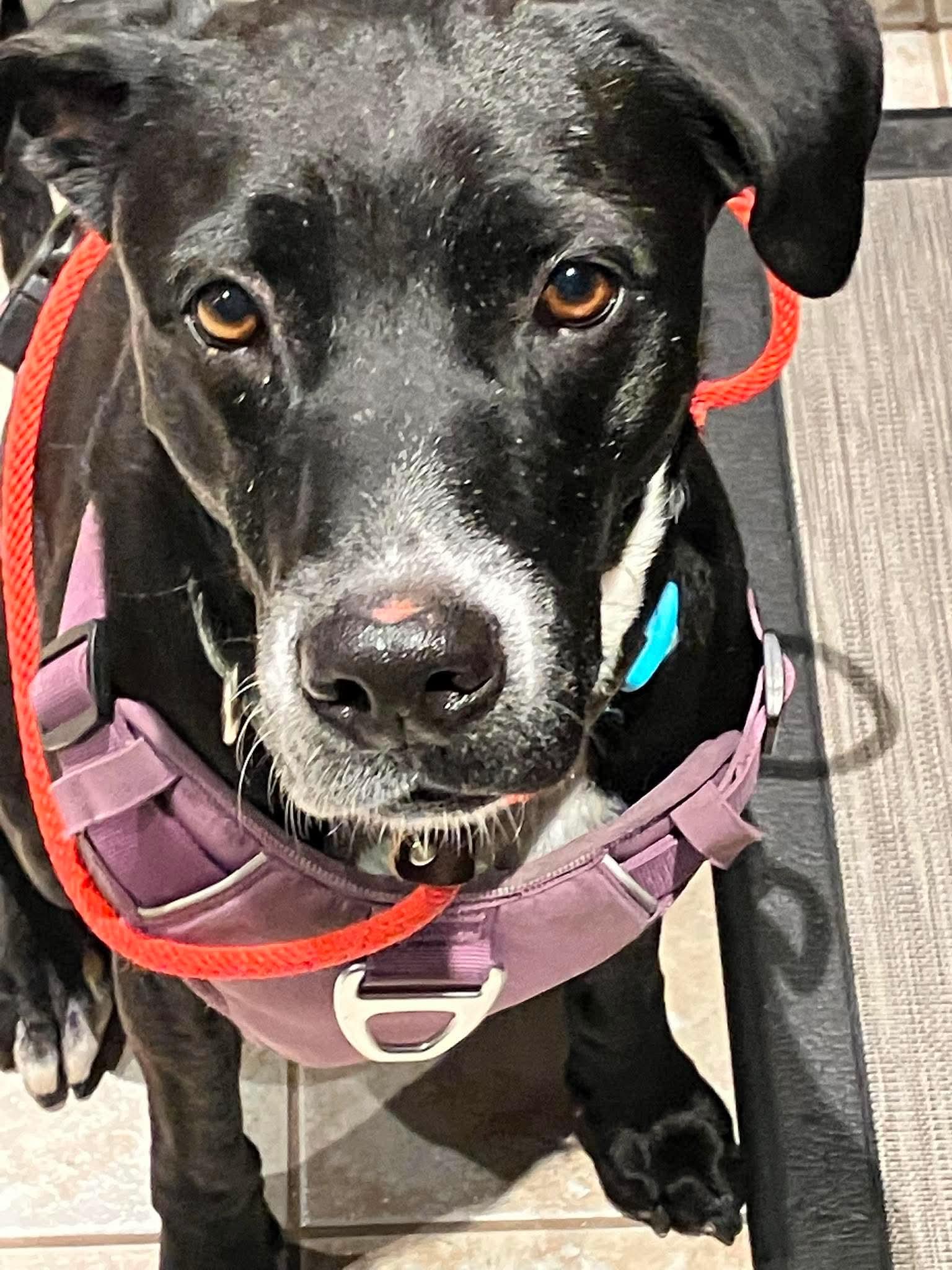 Enlarge Paxton, a Adoptable mixed breed in Hamilton, ON image 6/6