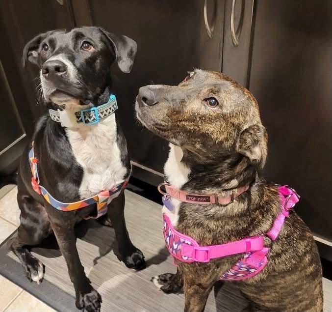 Enlarge Paxton, a Adoptable mixed breed in Hamilton, ON image 5/6