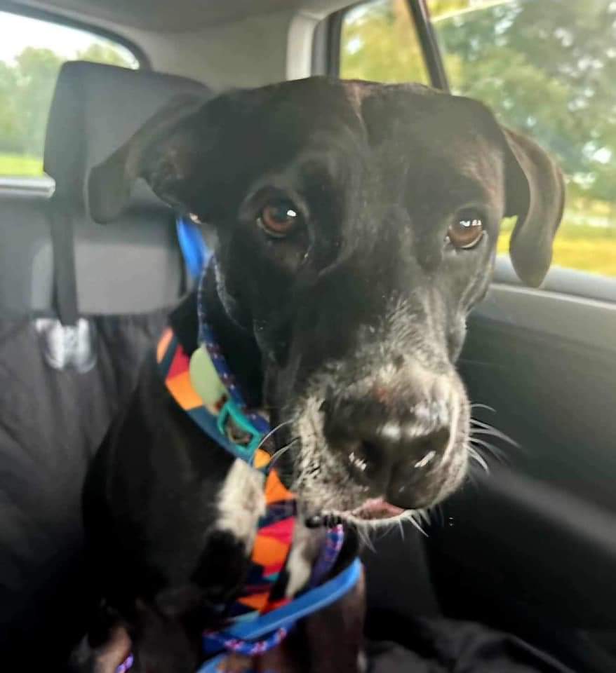 Enlarge Paxton, a Adoptable mixed breed in Hamilton, ON image 4/6