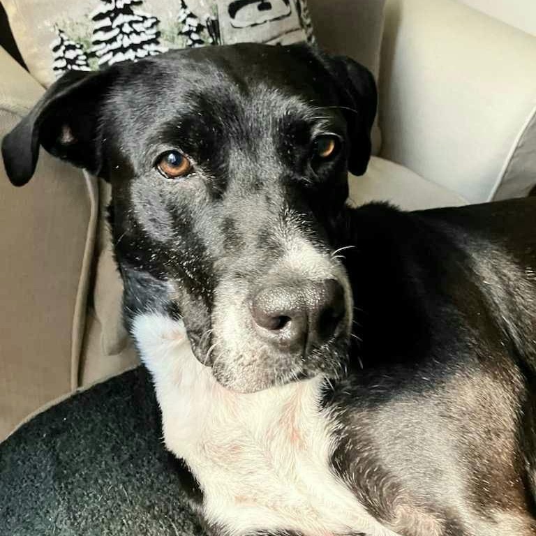 Enlarge Paxton, a Adoptable mixed breed in Hamilton, ON image 3/6