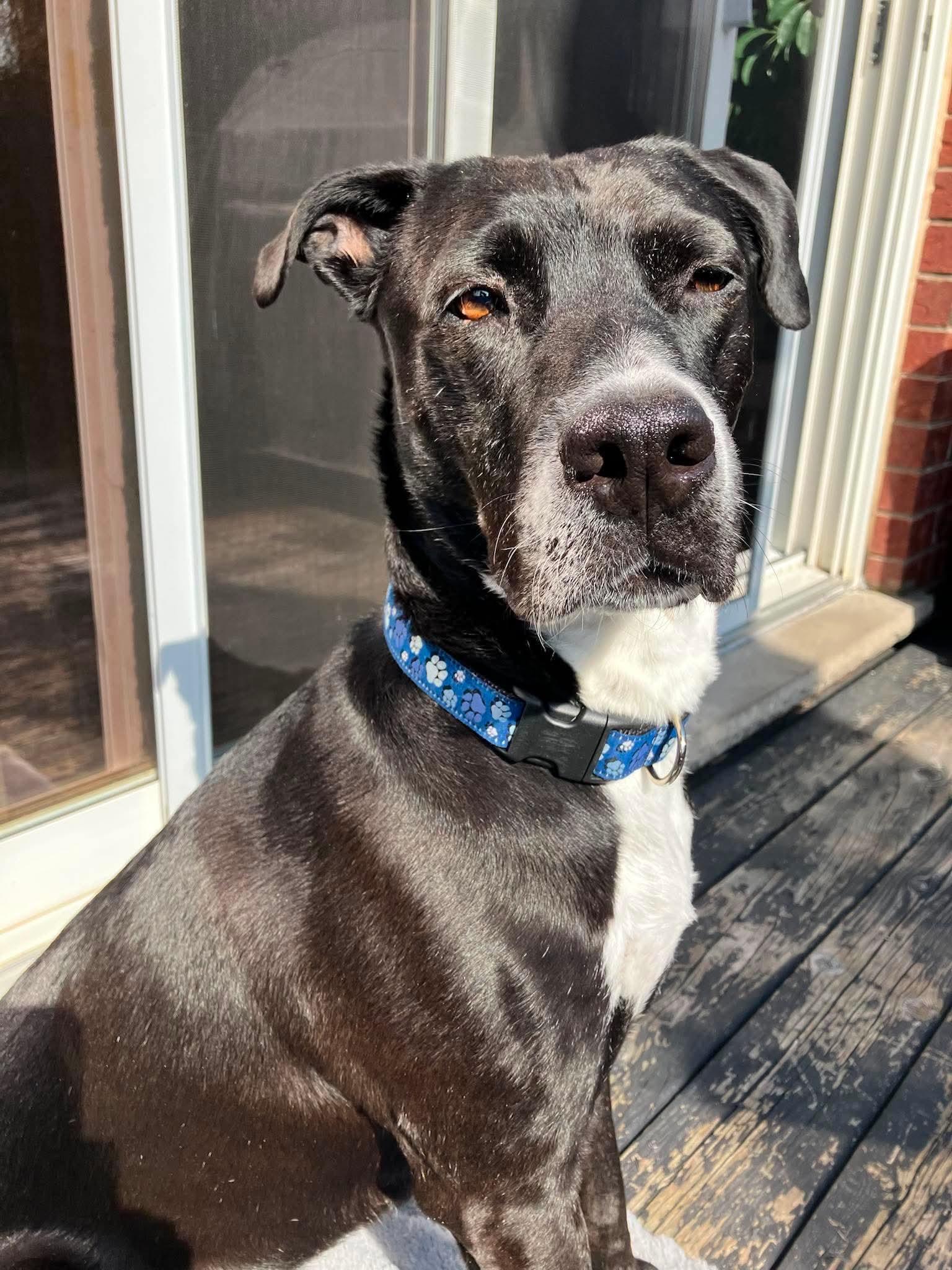 Enlarge Paxton, a Adoptable mixed breed in Hamilton, ON image 1/6