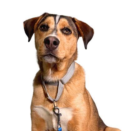 Link, Adoptable, Young Male Labrador Retriever & Mixed Breed.