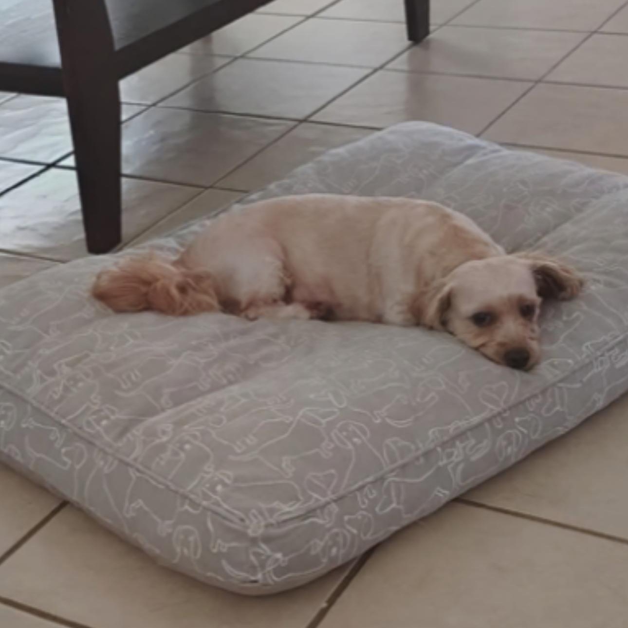 Chanel, an adopted mixed breed in Sugar Land, TX image 4/5