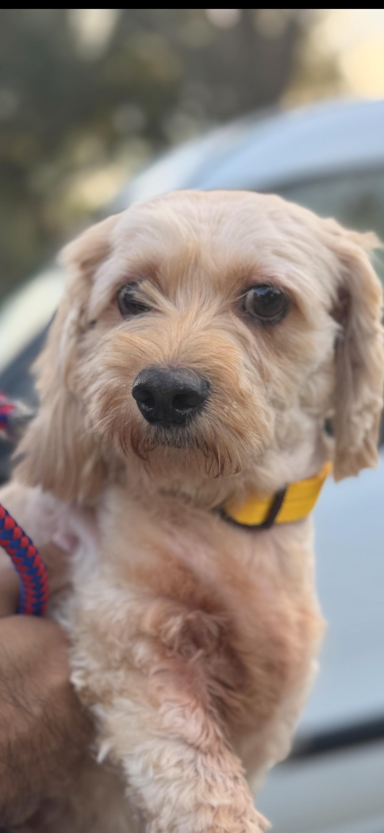 Chanel, an adopted mixed breed in Sugar Land, TX image 5/5