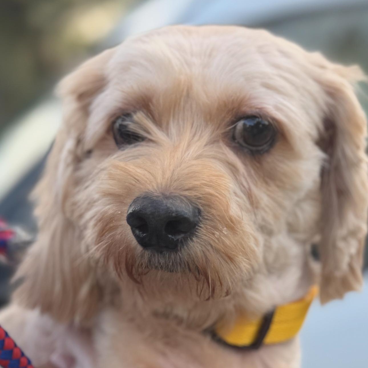 Chanel, an adopted mixed breed in Sugar Land, TX image 1/5