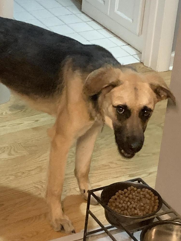 Ginny, Adoptable, Young Female Mixed Breed.