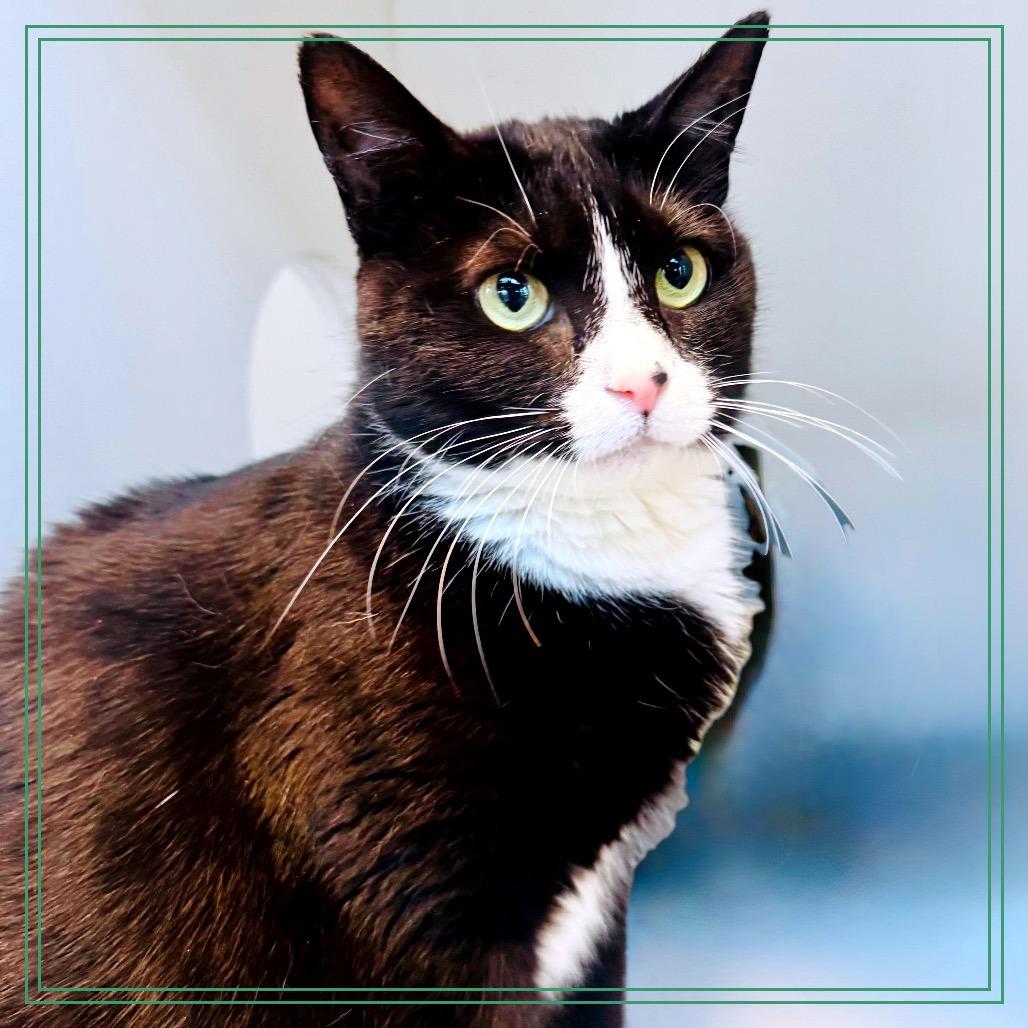 Nebula Star — thumbnail 2