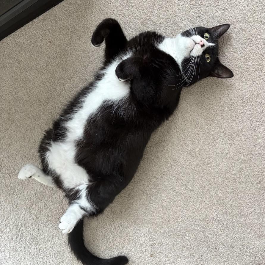 Nebula Star — thumbnail 3