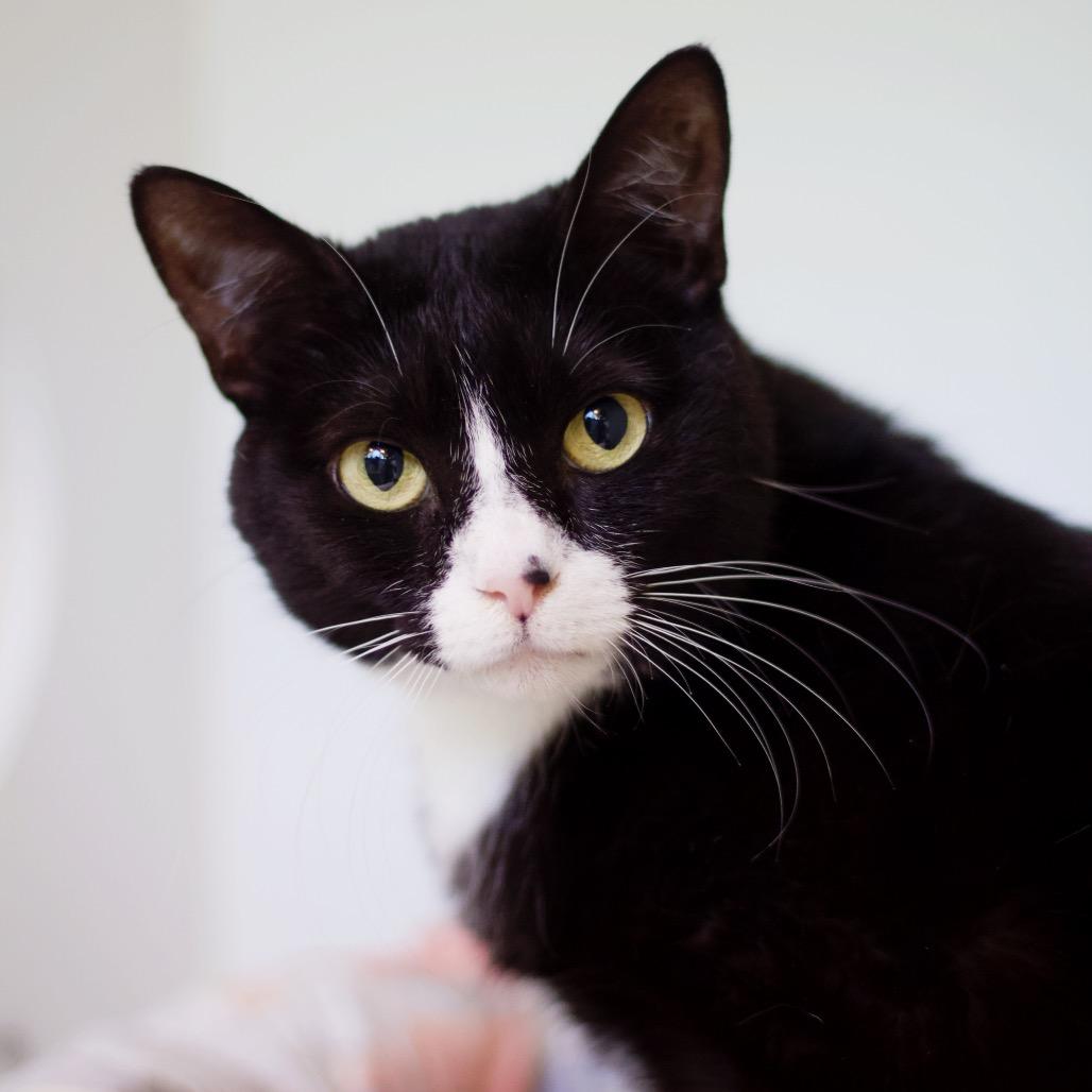 Nebula Star — thumbnail 4