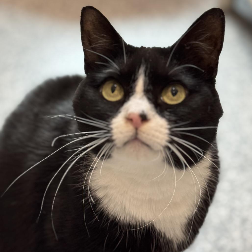 Nebula Star — thumbnail 5